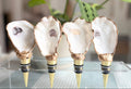 Four oyster shell wine decanters with gold and black metal collars and gold metal stoppers, displayed on a clear acrylic stand with a green plant in the background.